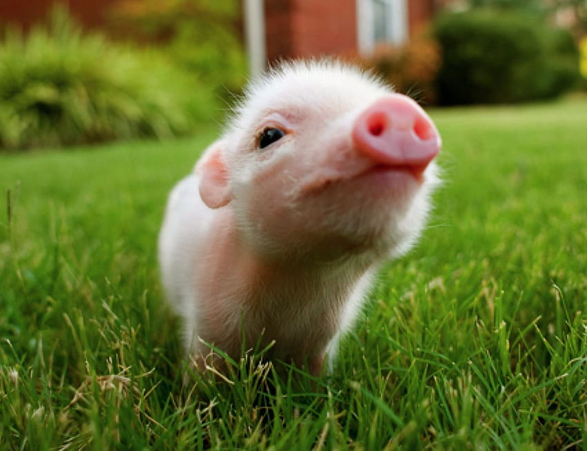 tiny pigs HD wallpaper
