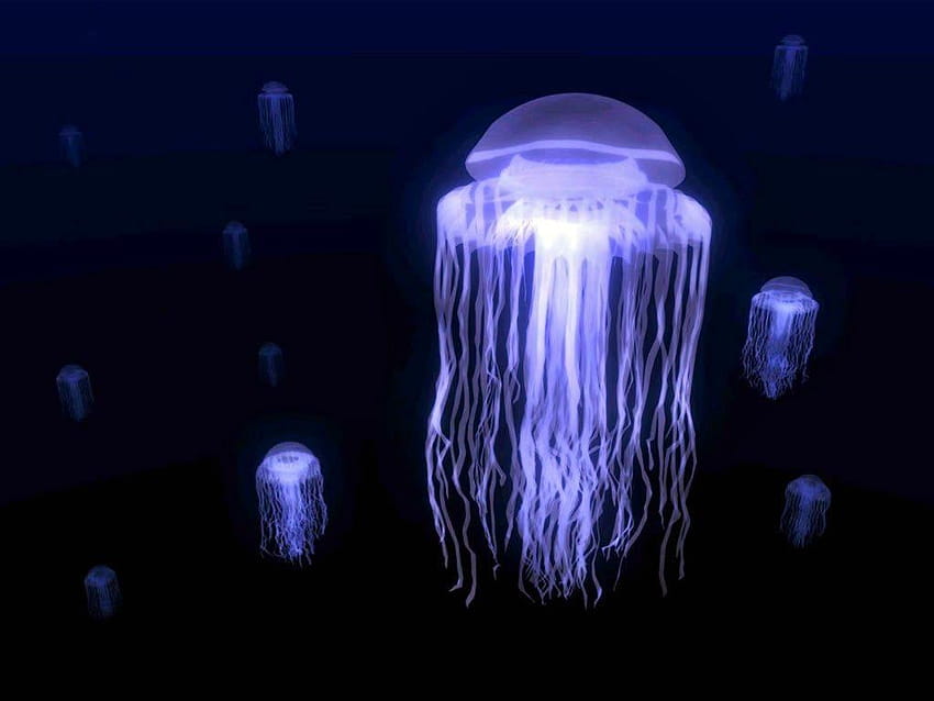 KALEK : Jellyfish : ikan yang bercahaya di malam hari, ubur ubur HD wallpaper