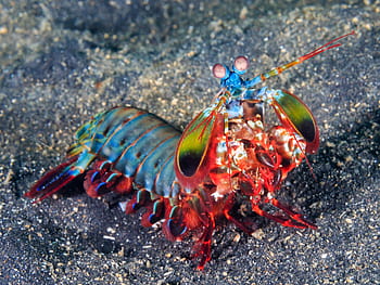 Mantis Shrimp HD wallpaper | Pxfuel