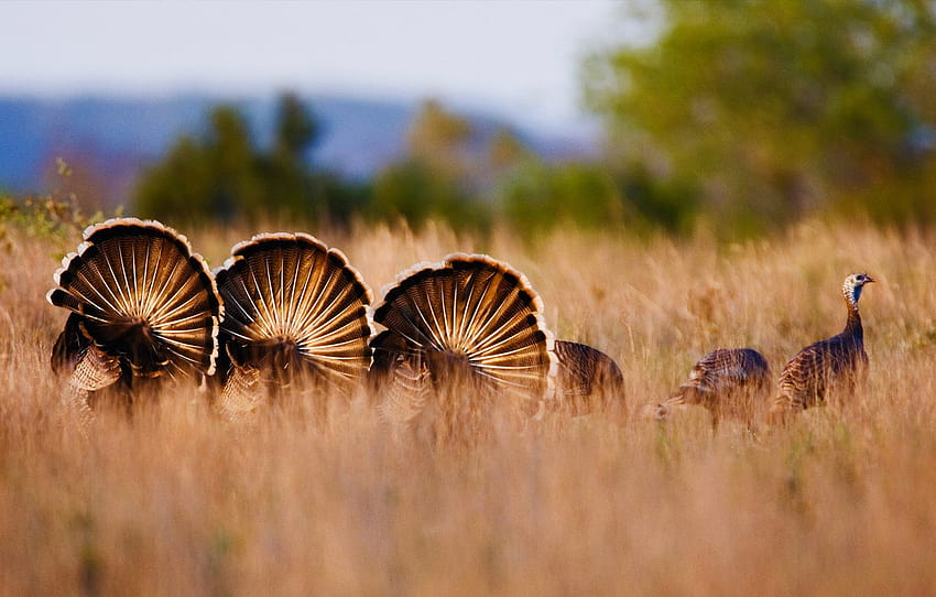autumn, grass, nature, the steppe, USA, Texas, Rio Grande, wild Turkey , section животные, wild turkeys HD wallpaper