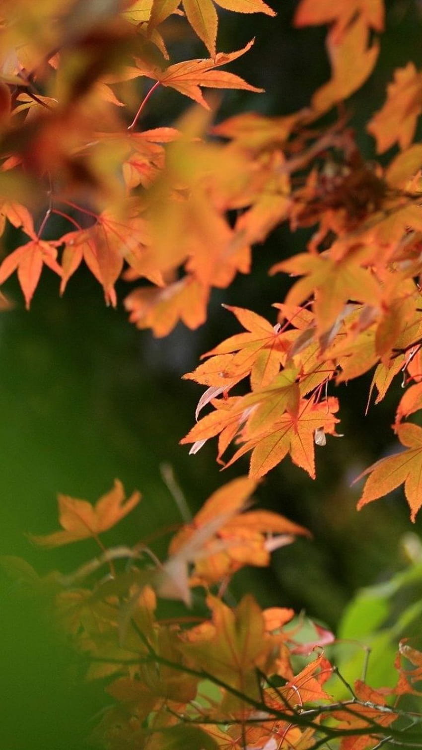 720x1280 나뭇잎, 가을, 흐림 삼성 갤럭시 S3, 안드로이드 전체 흐림 자연 HD 전화 배경 화면
