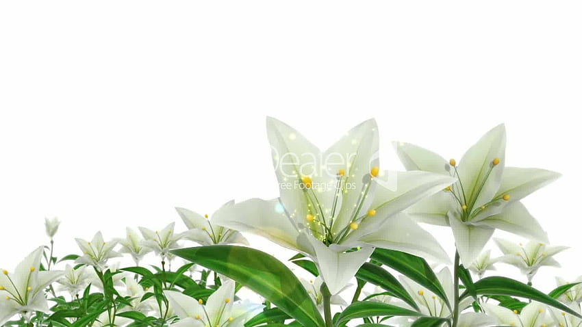 Easter Lily on Dog, easter white HD wallpaper