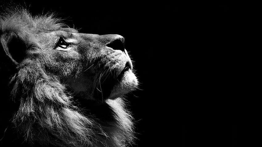 48453 león blanco y negro, león, leones negros fondo de pantalla | Pxfuel