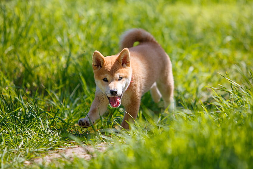 4 Things to Consider Before Getting a Shiba Inu Dog, shiba inu puppies HD wallpaper