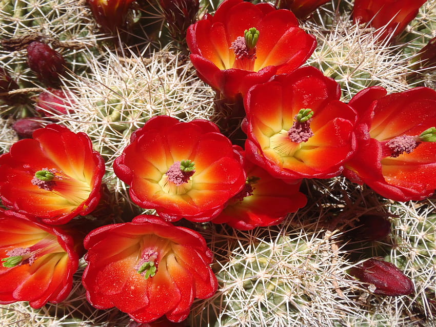 Cactus Beautiful Desert Red Flowers Garden Plants In Arizona And, red cactus flower HD wallpaper