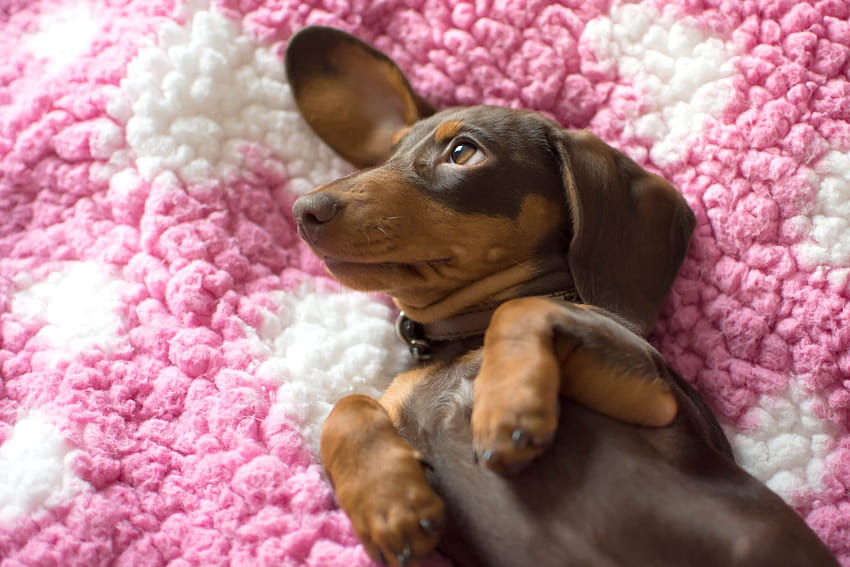 Cutest Dachshund, wiener dogs HD wallpaper
