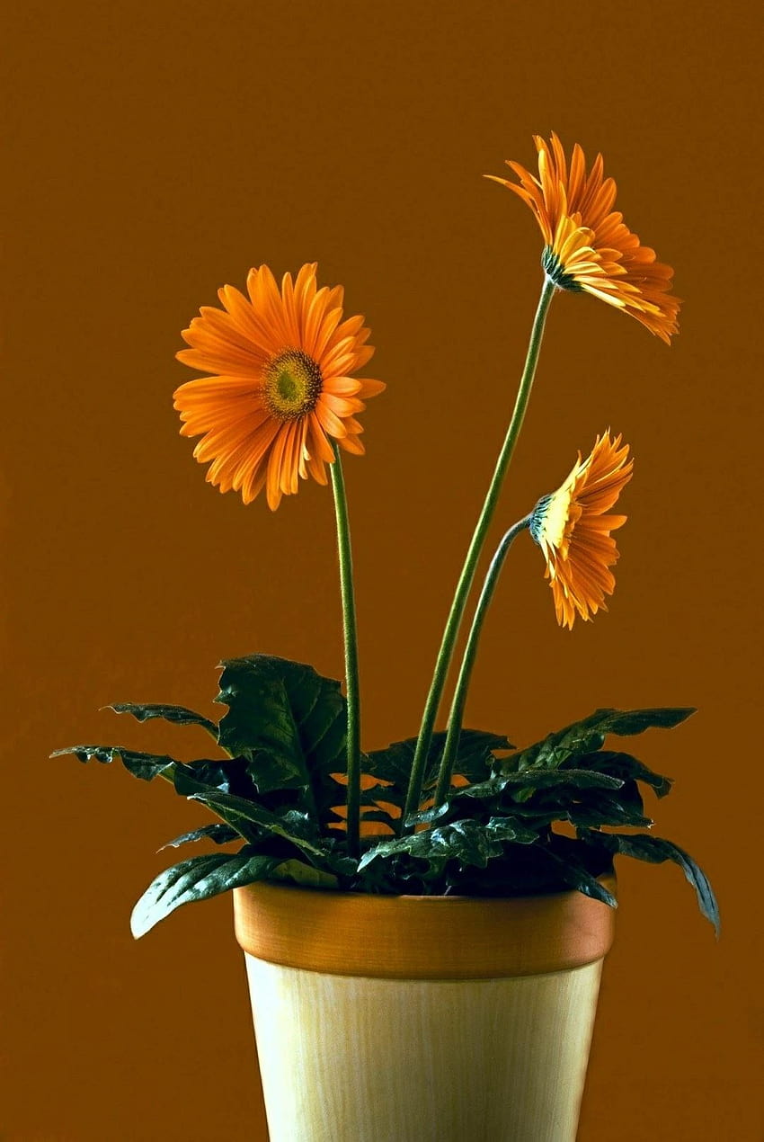 Blumentopf, Töpfe HD-Handy-Hintergrundbild