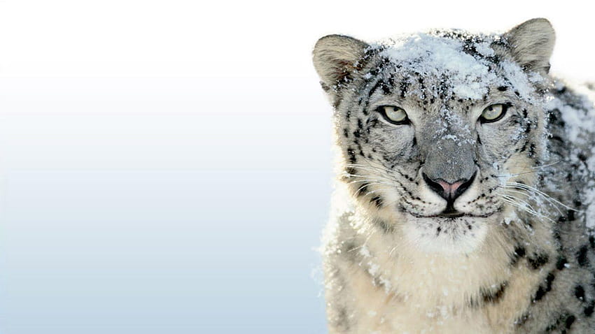 Mac Snow Leopard, Amazing 45 of Mac Snow, leopardos da neve papel de parede HD