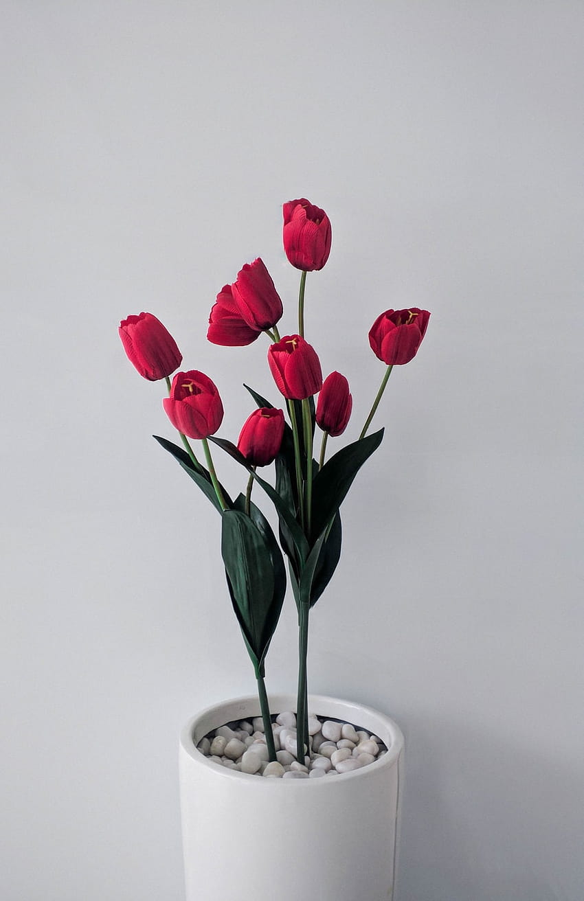 Flower Pots, flowerpot HD phone wallpaper