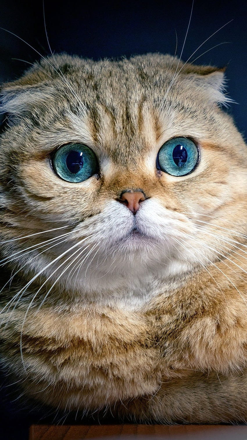케디 아르카 플랜 / 고양이 HD 전화 배경 화면