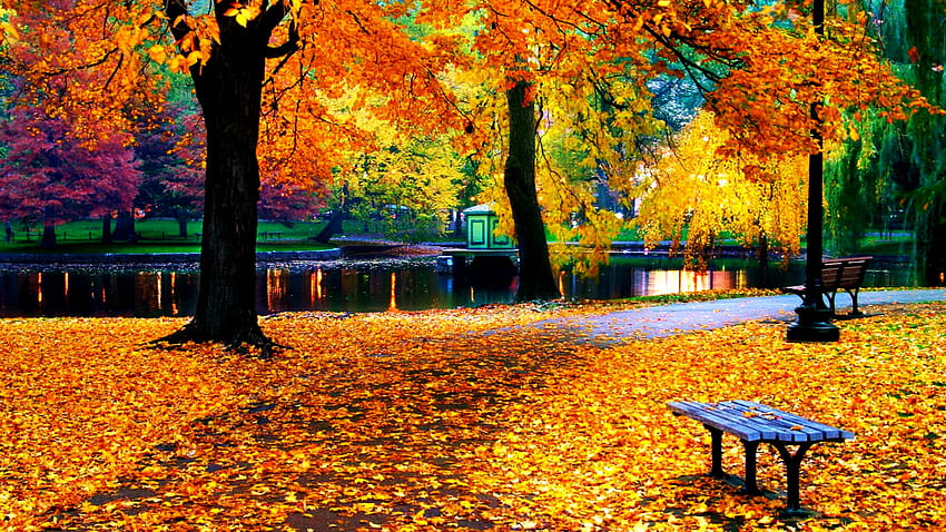 fall ,natural landscape,tree,nature,deciduous,leaf,autumn,table, bench,picnic table,woody plant, bench autumn leaves HD wallpaper