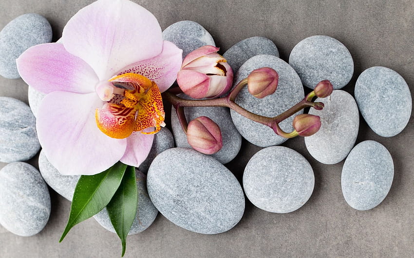 Orquídeas cor de rosa, spas, pedras, orquídeas, flores tropicais, conceitos de spa com resolução 1920x1200. Alta Qualidade papel de parede HD