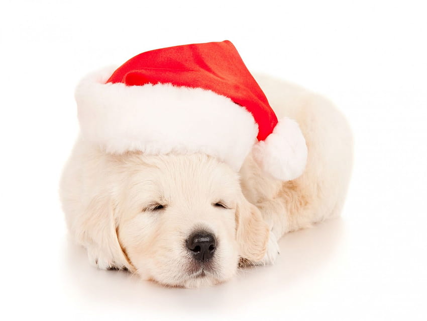 783555 Title Sleeping Christmas Puppy Animal Puppy, cute dog christmas ...