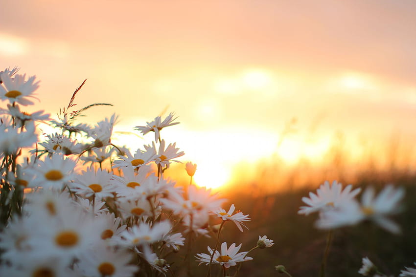 Wild Daisies by Jeremy Cangialosi on 500px, flower aesthetic laptop HD wallpaper