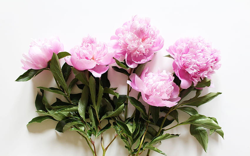 Decked Out Digital, peony HD wallpaper