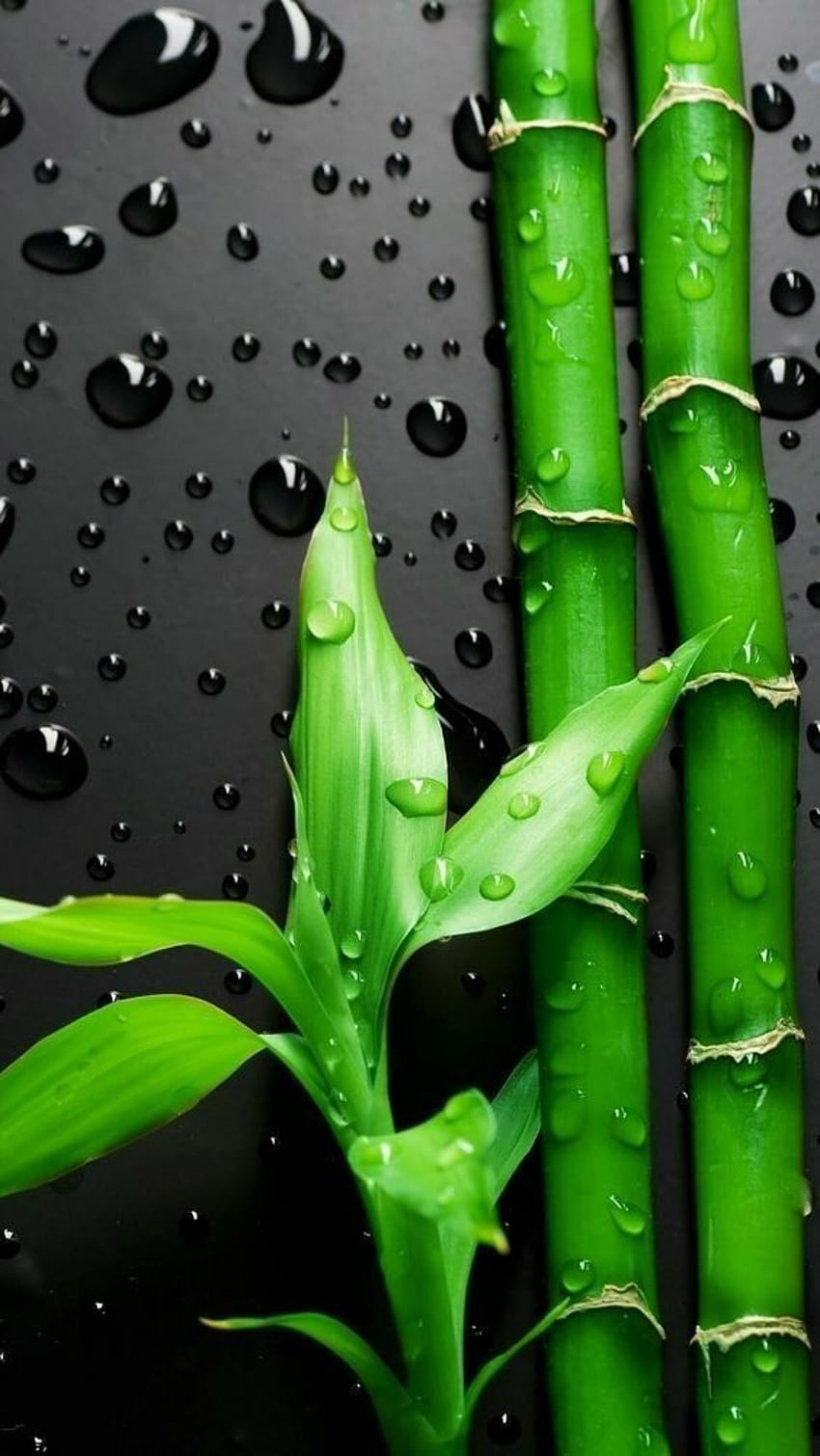 Green Wet Leave Mobile, mobile green HD phone wallpaper