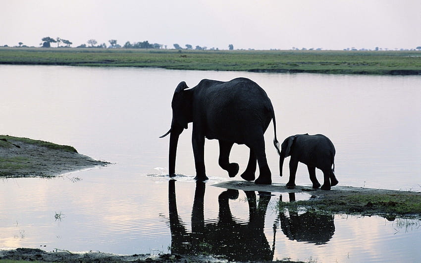 Madre elefante con niño, madre elefante e hijo fondo de pantalla