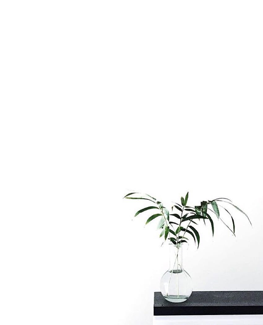 Aesthetic Flower Minimalistyczny estetyczny laptop, minimalistyczny sukulent Tapeta na telefon HD