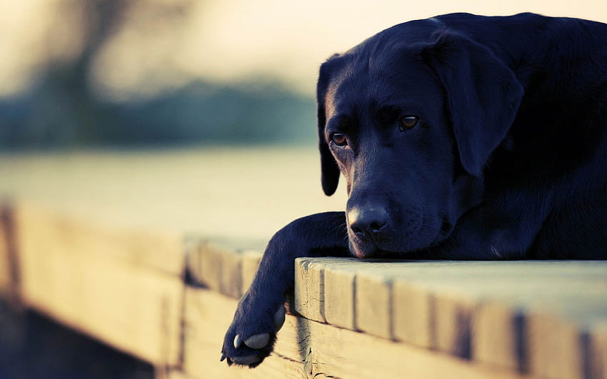 black lab dog HD wallpaper