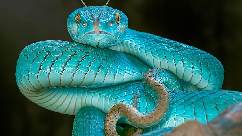 Blue Pit Viper Snake HD wallpaper