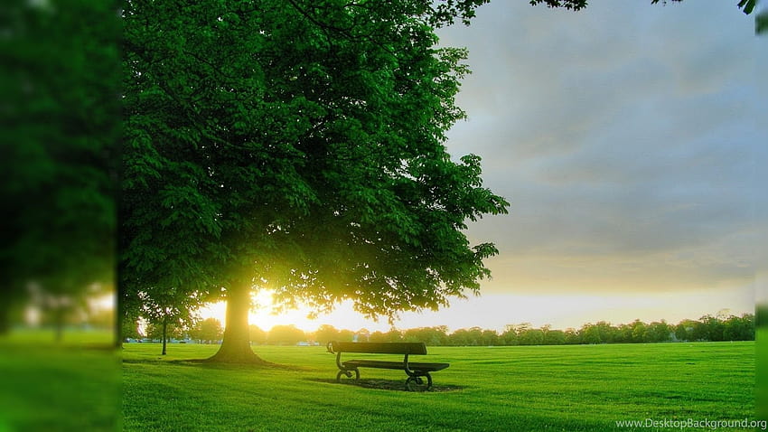 Nature, A Bench In A Green Park Backgrounds HD wallpaper