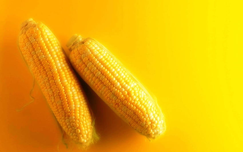1680x1050 Corn, Background, Yellow, Ears HD wallpaper