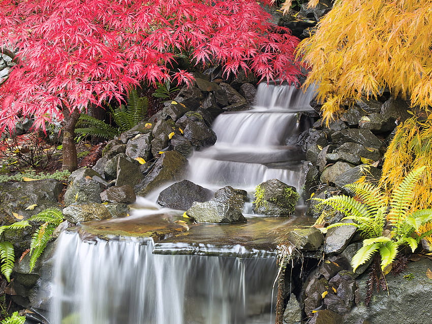 Autumn Landscape Waterfall With Japanese Maple Trees Portland United States Of America Android For Your Or Phone 3840x2400 : 13 HD wallpaper