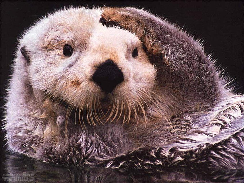 Sea Otter, cute otter HD wallpaper | Pxfuel