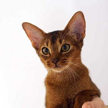 Longest and Shortest Living Cat Breeds – 24/7 Wall St, abyssinian ...