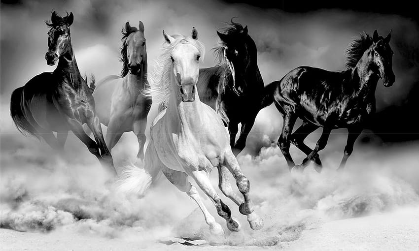 Wild Horses Black and White Mural, black wild horses HD wallpaper