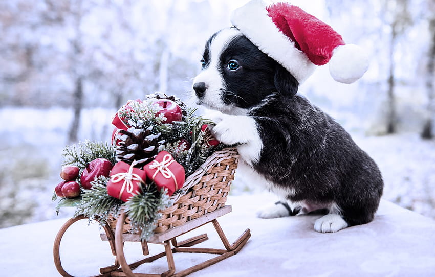 musim dingin, embun beku, lihat, salju, merah, alam, pose, Taman, hitam dan putih, mainan, anjing, bayi, Natal, imut, anak anjing, Tahun baru, bagian собаки, anak anjing lucu musim dingin Wallpaper HD