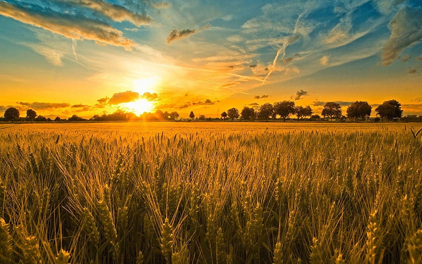 6 Pôr do Sol no Campo de Trigo, campos de trigo papel de parede HD