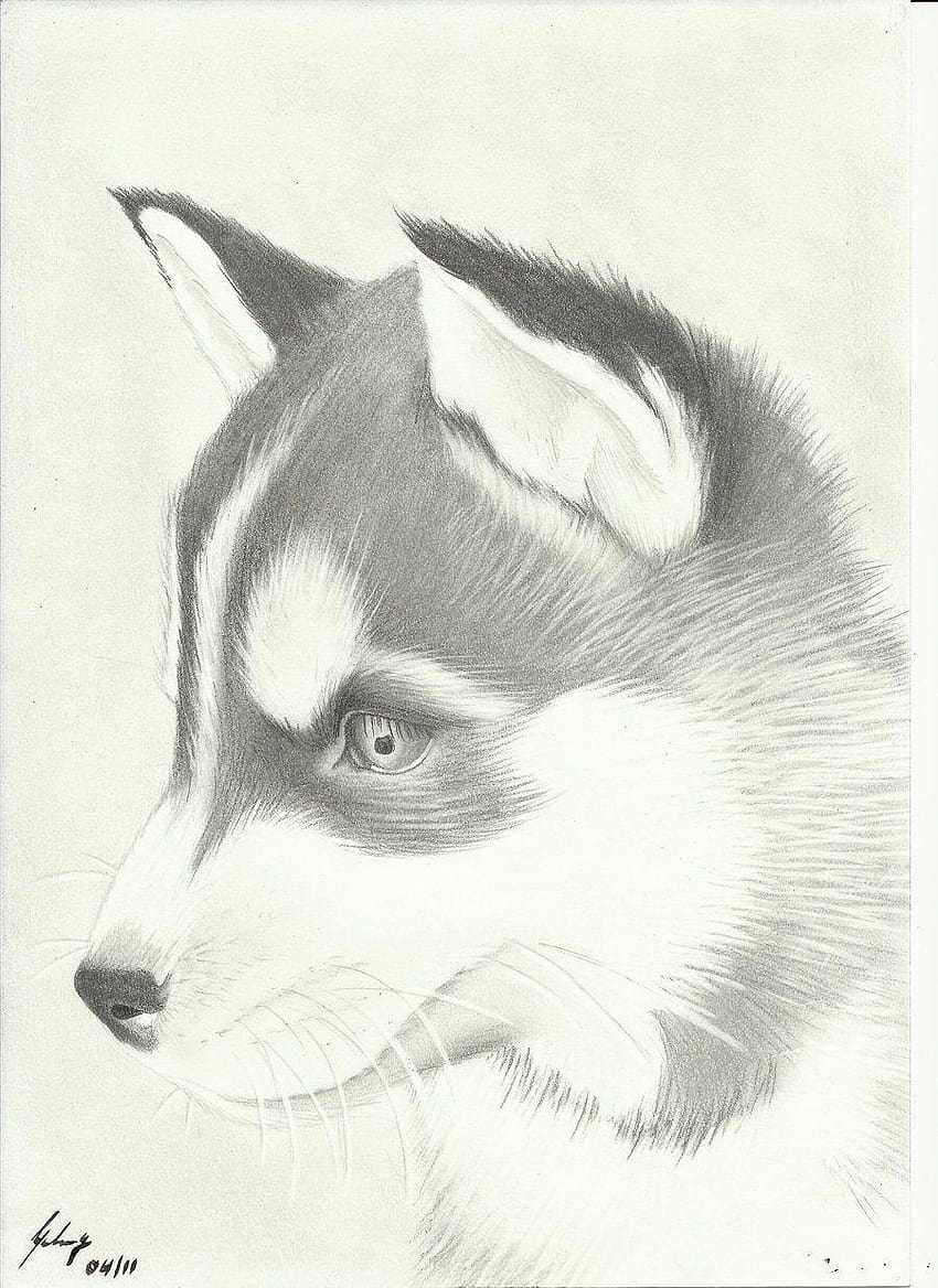 Husky Face Pencil Drawing on White Background  Creative Fabrica