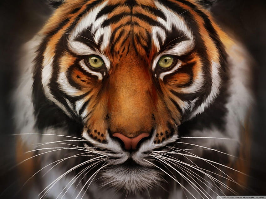 Tiger face on get HD wallpapers | Pxfuel