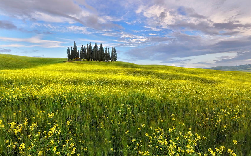 İtalya, Toskana, bahar, tarlalar, kolza çiçekleri, gökyüzü, bahar tarlaları HD duvar kağıdı