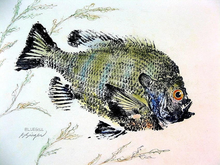 Bluegill Sunfish Number 3 GYOTAKU fish Art print 8.5 X 11 inch by Barry Singer Lake House Cottage décor : Handmade Products HD wallpaper