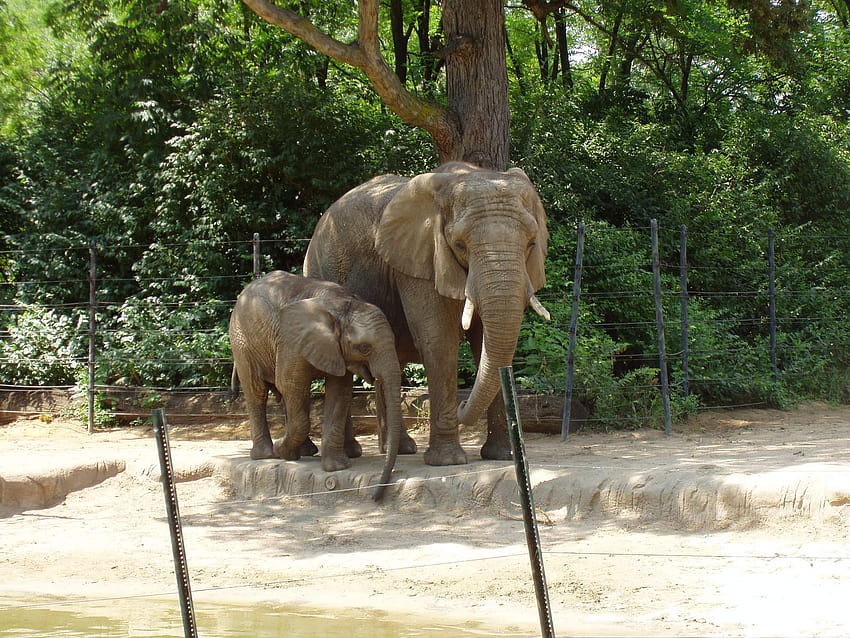 ゾウの母と赤ちゃんのストック、ゾウの母と子 高画質の壁紙