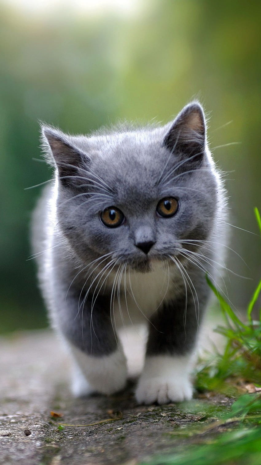 Cute grey kitten Cute Animals iPhone mobile9 [1080x1920] for your , Mobile & Tablet, cute gray kitty HD phone wallpaper
