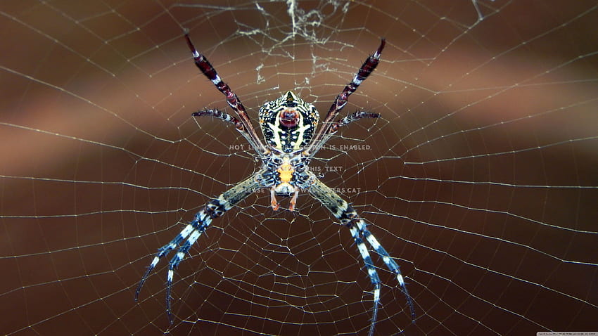 ugly spider web insect animals, ugly insects HD wallpaper