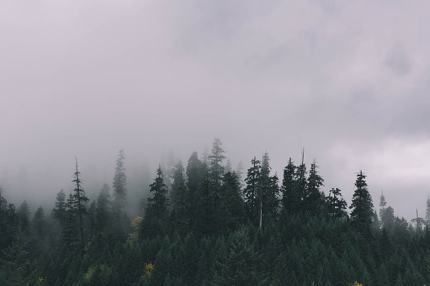 Waldgrün, Hintergründe, Baumgrenze HD-Hintergrundbild