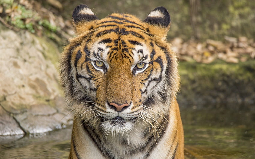 tigre, fauna selvatica, ritratto, animali pericolosi, tigri, predatori con risoluzione 2880x1800. Predatori pericolosi e di alta qualità Sfondo HD