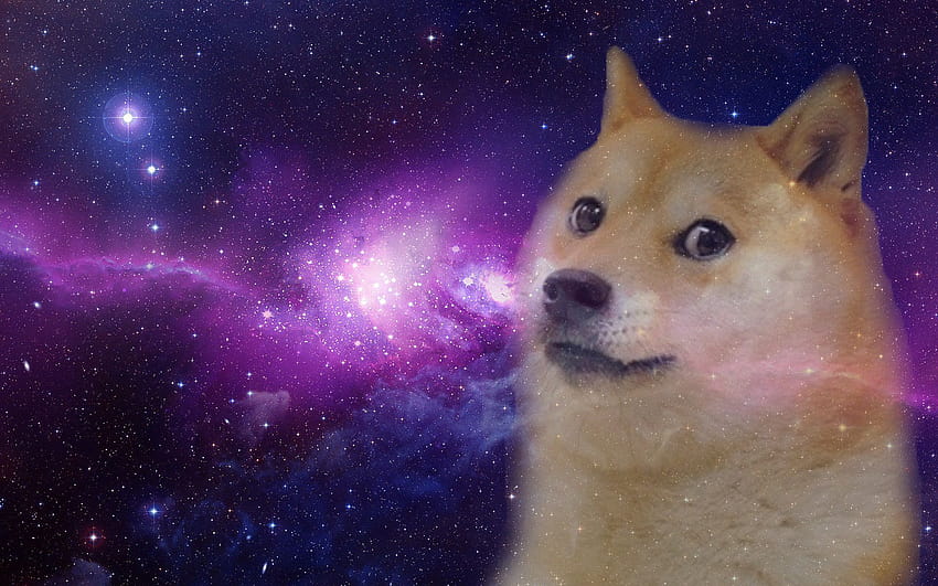 7 Doge Space, dog in space HD wallpaper
