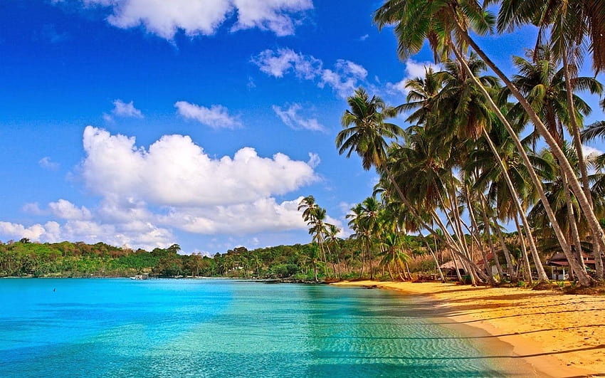 Coconut Tree Calangute Beach Goa, 고아 해변 HD 월페이퍼