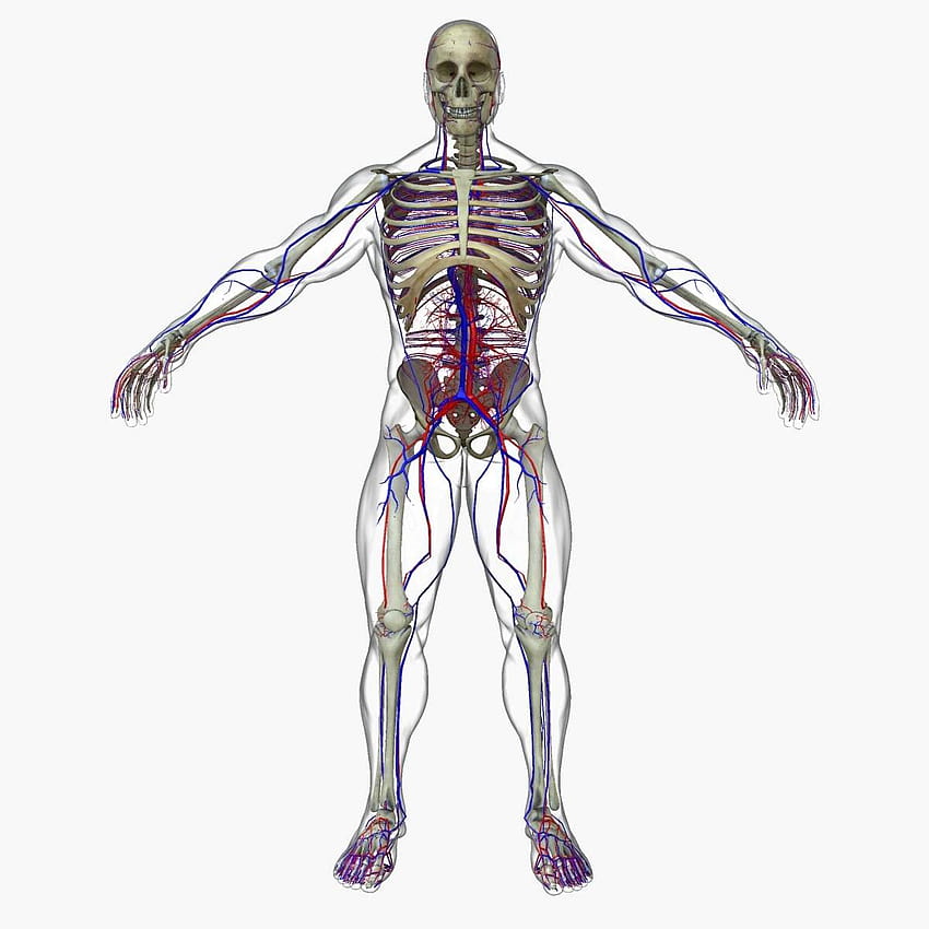 Male Circulatory System with Skeleton 3D Model HD phone wallpaper