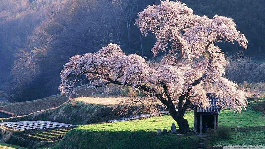 Frühling in Japan: High Definition ... Hintergründe HD-Hintergrundbild
