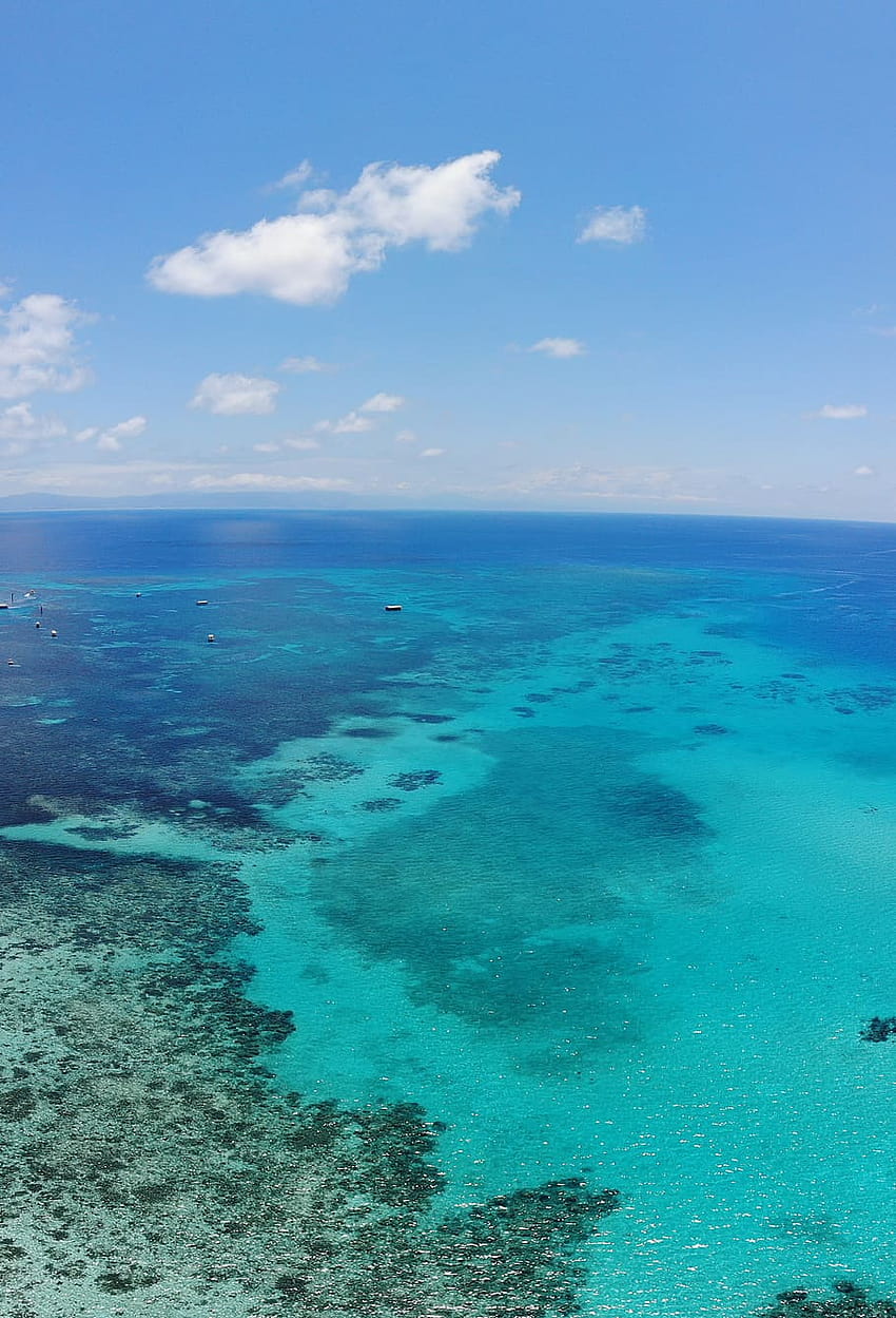 : australia, great barrier reef, sea, water, scenics, great barrier reef turtle HD phone wallpaper