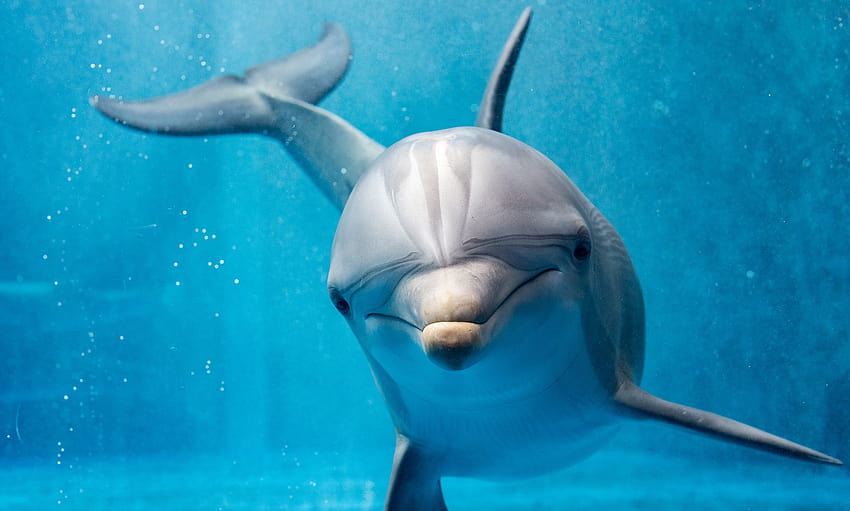Делфинските вагини ще ви впечатлят – Whale Scientists, части от тялото на делфини HD тапет