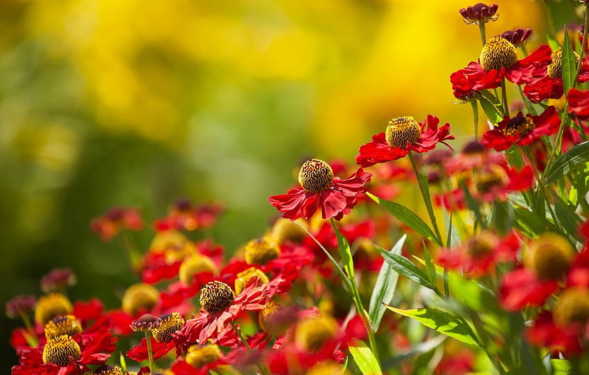 lato, kwiaty, przyroda, Echinacea, kwiat echinacei Tapeta HD