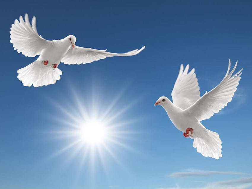 6 White Dove, white doves HD wallpaper