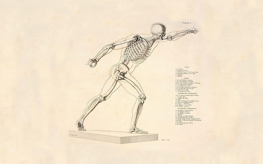 Anatomy Group, human body HD wallpaper